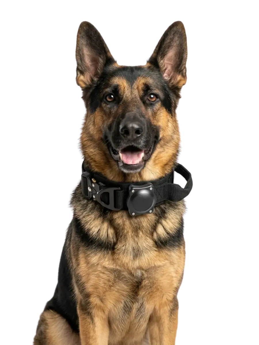 Dog wearing the trusted Find My Doggo collar